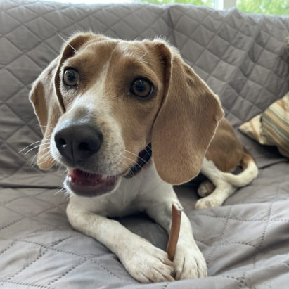 Luna Mar Vista Beagle - Helping a Beagle Puppy Get Over Its Separation Anxiety with a LTCA