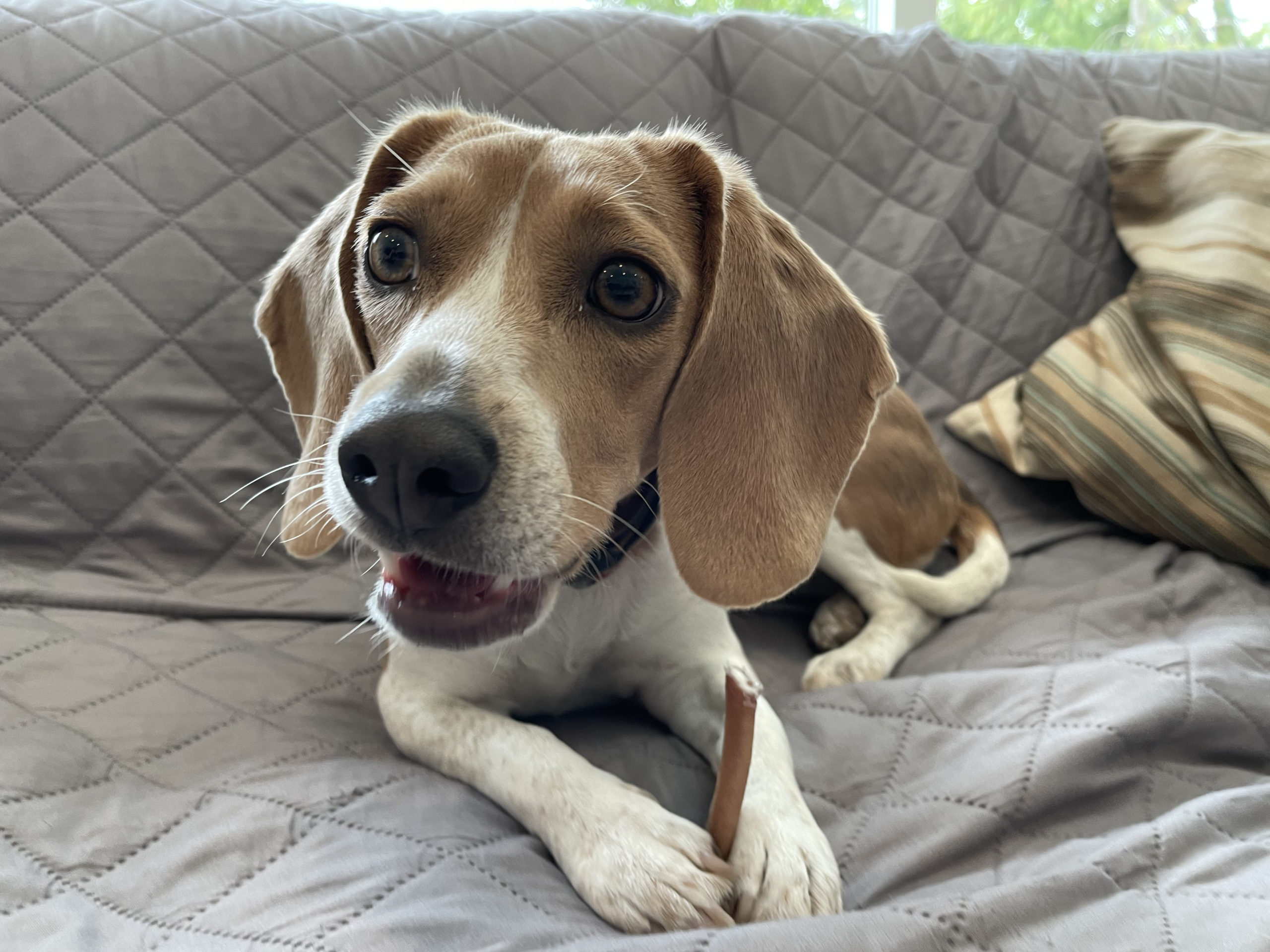 Luna Mar Vista Beagle scaled - Helping a Beagle Puppy Get Over Its Separation Anxiety with a LTCA