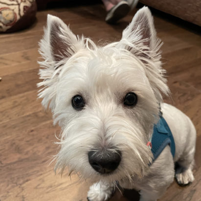 Finn Dundee Westie - Sharing Some Remedial Potty Training Tips to Help Puppy Finn Go Outside