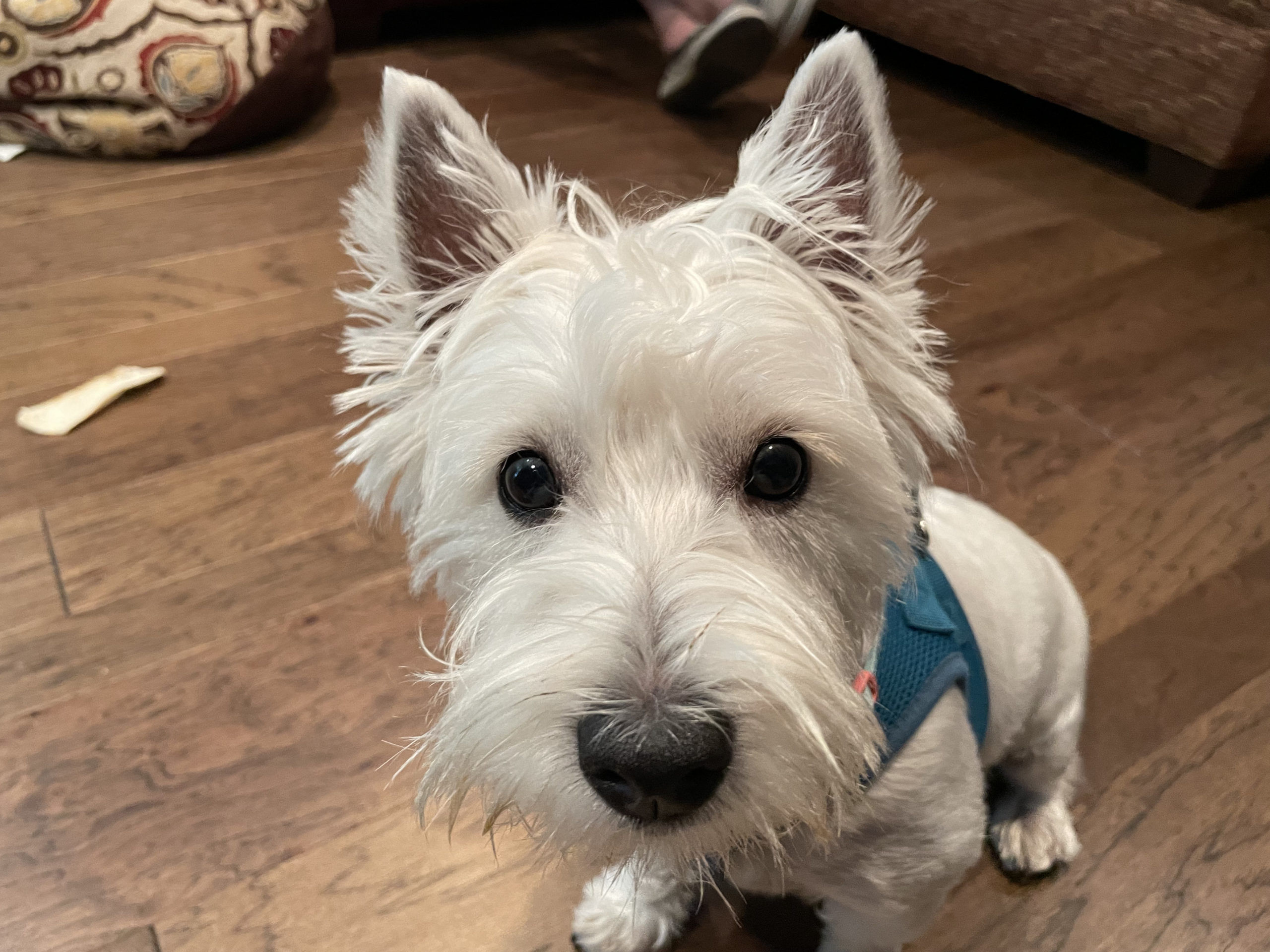 Finn Dundee Westie scaled - Sharing Some Remedial Potty Training Tips to Help Puppy Finn Go Outside