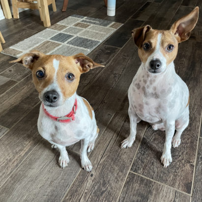 Tucker and Timmy - Helping a Pair of Rat Terriers With Dominance Problems Stemming From Sibling Rivalry