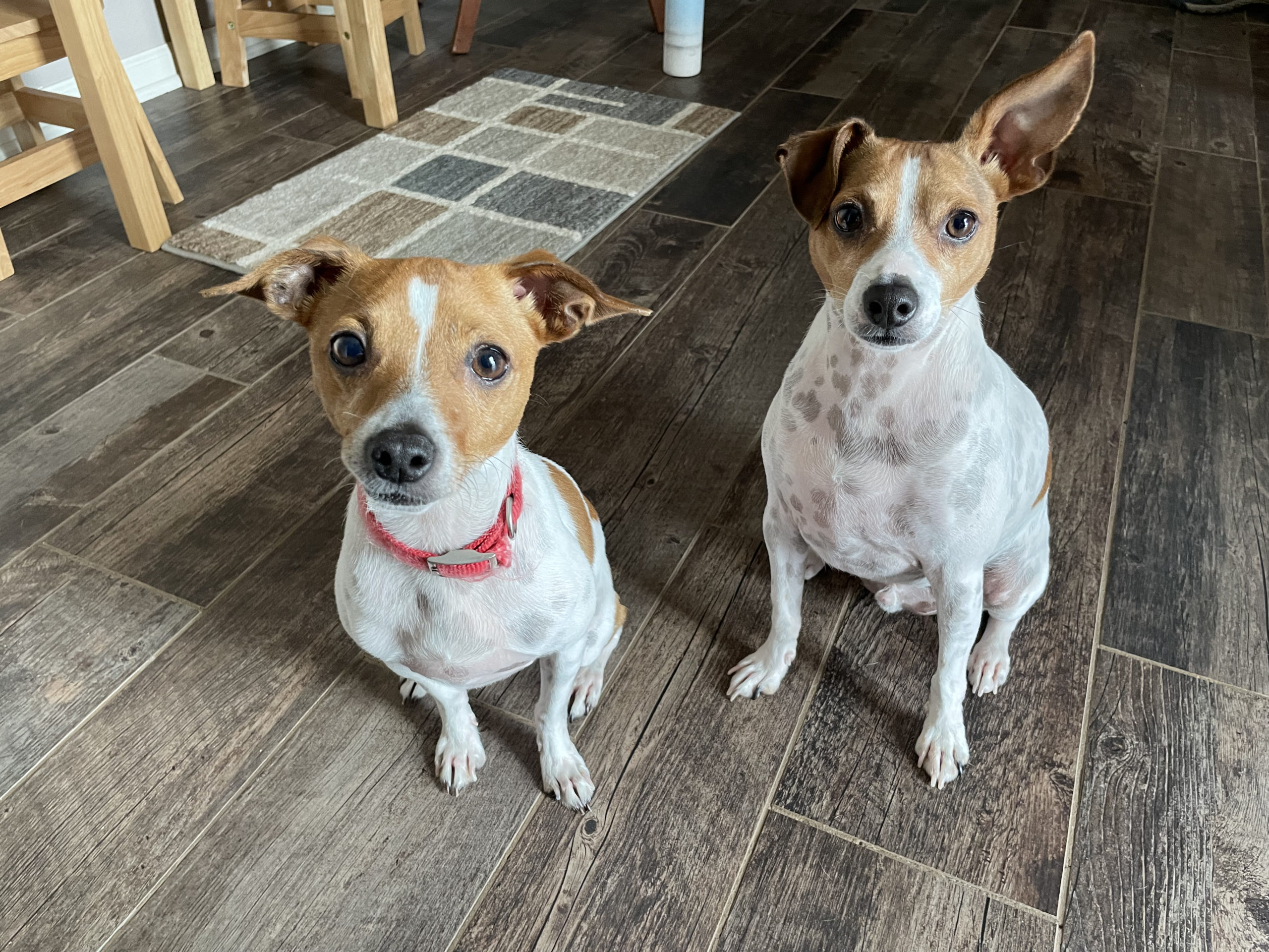Tucker and Timmy scaled - Helping a Pair of Rat Terriers With Dominance Problems Stemming From Sibling Rivalry