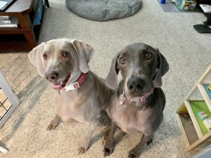 Juno and Zoey - Juno and Zoey