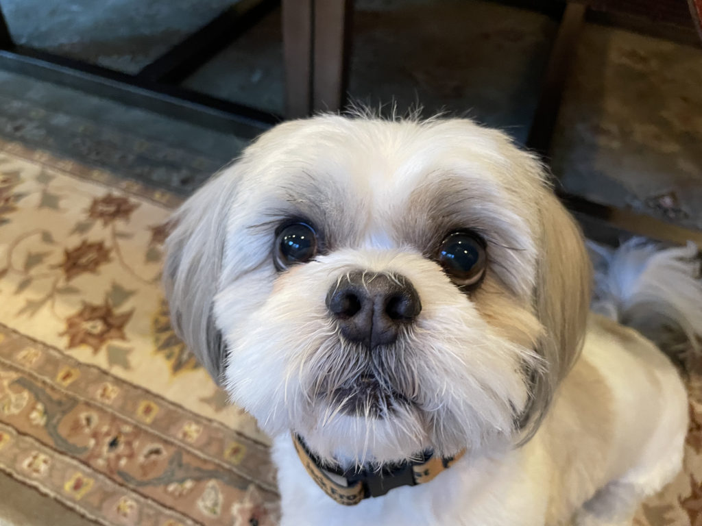 Tips to Help a Shih Tzu Stop His Infrequent Aggressive Behavior: Dog Gone  Problems