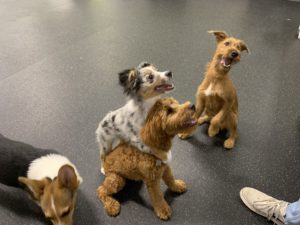 Omaha's Best Puppy Training Class