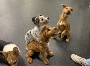 Omaha's Best Puppy Training Classes