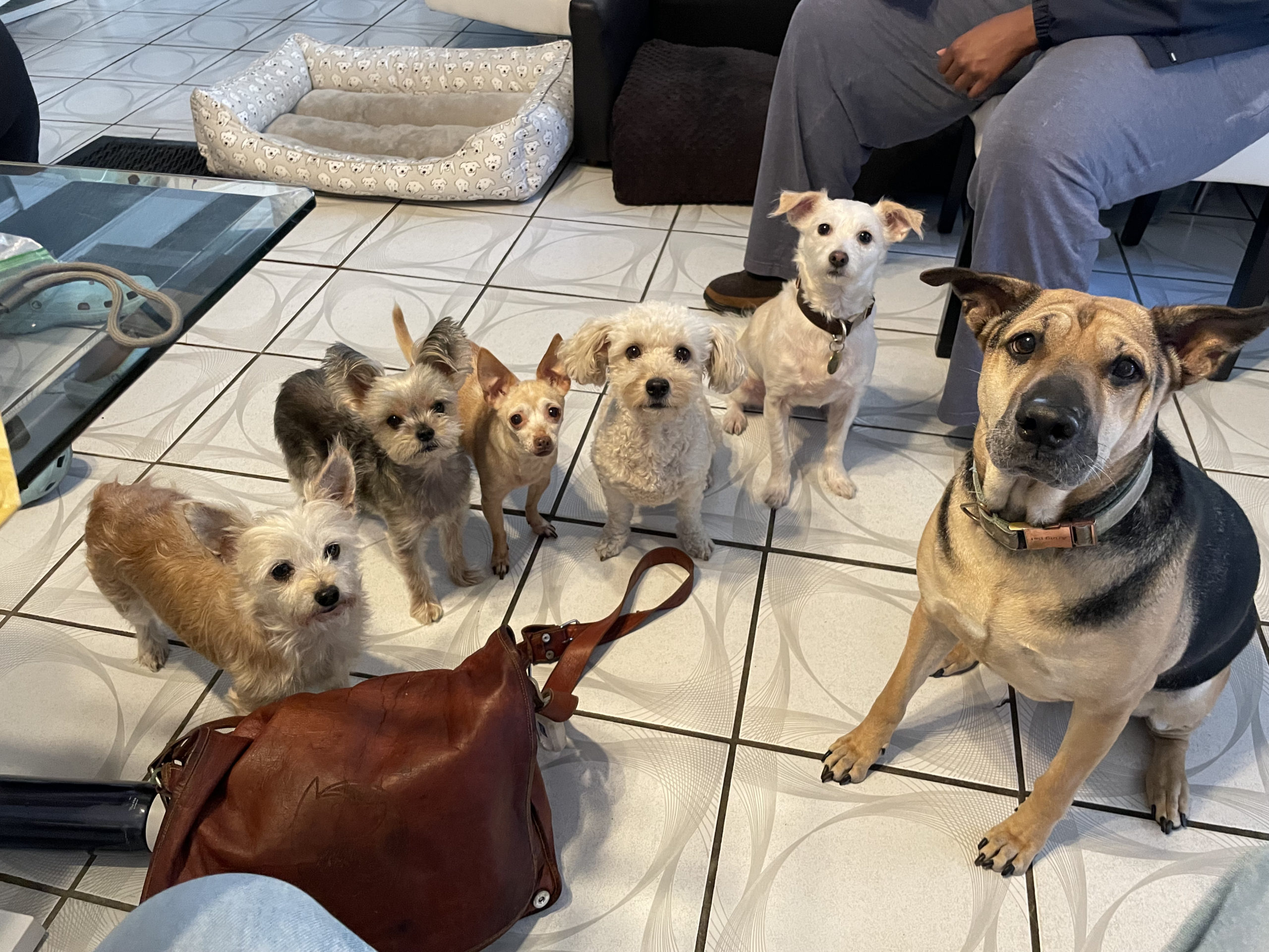Oliver AJ Lady Sage Zoyla Brooklyn scaled - Teaching Some West LA Dogs to Stop Barking