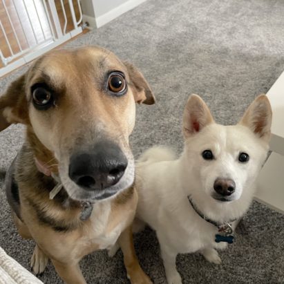 Roxie and Casper - Helping a Pair of Dogs Stop Acting Aggressive to Other Dogs