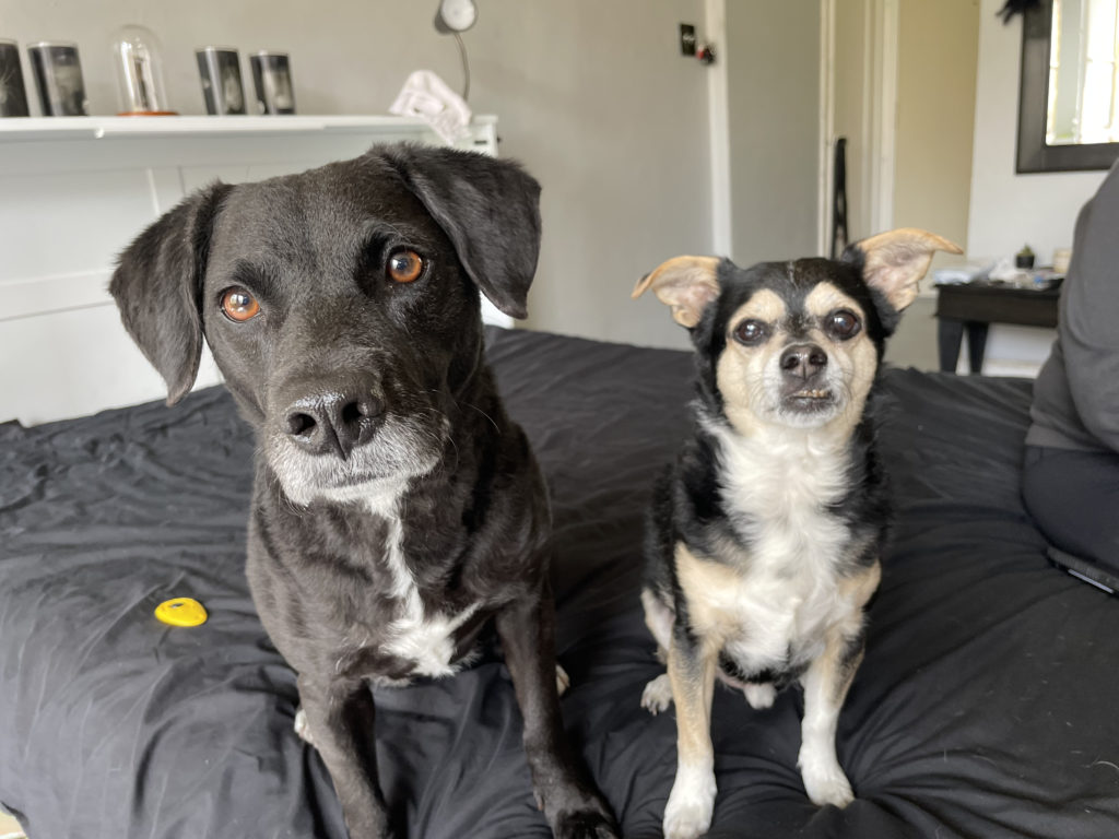 Ripper and Mardi - An Easy Way to Stop Separation Anxiety in Dogs
