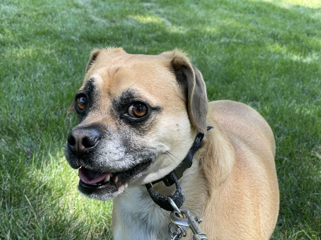 Dylan fearful Puggle - Tips on How to Stop Dogs From Being Scared of Strangers