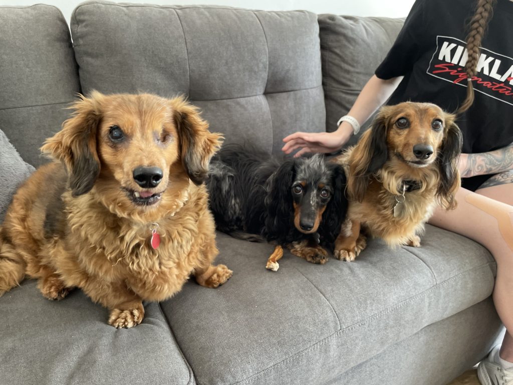 Mickey Nala and Simba - How to Stop Dog Barking If You Have a Trio of Dachshunds