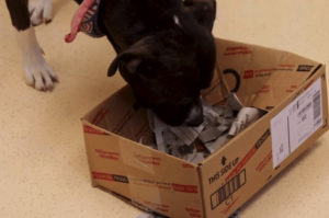 Dog Enrichment Box - Dog-Enrichment-Box
