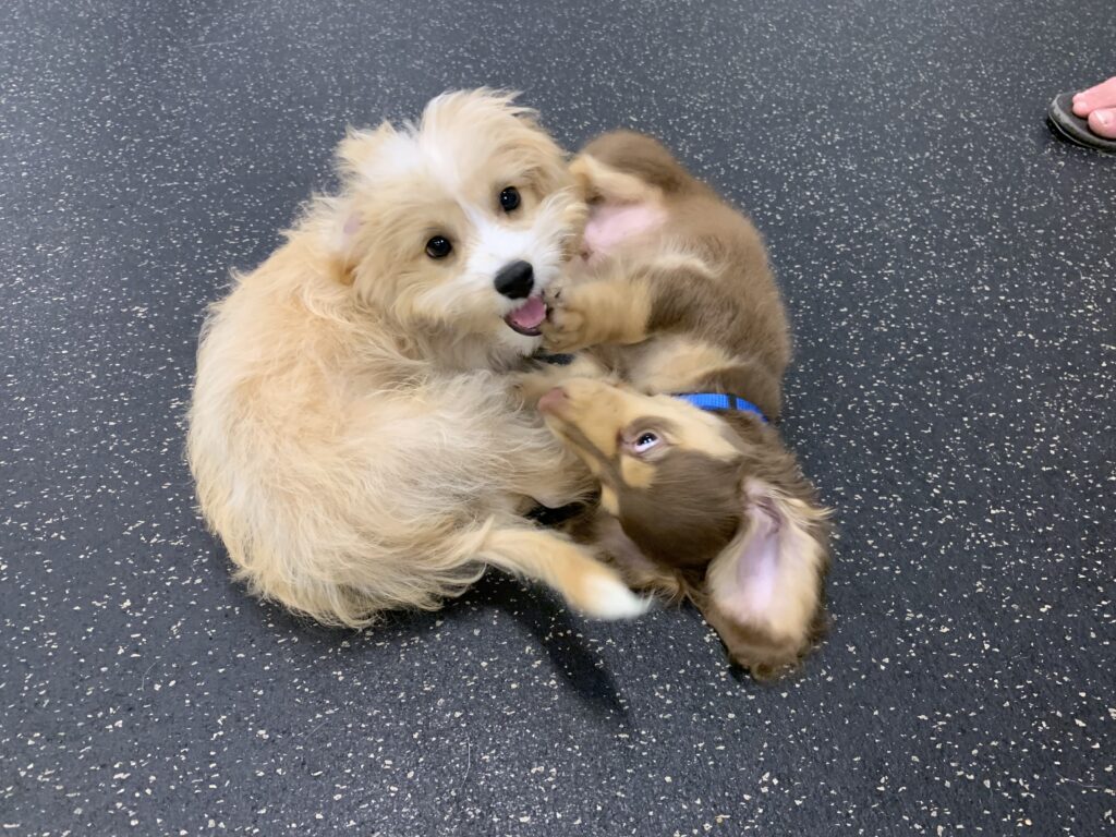 Small puppies play